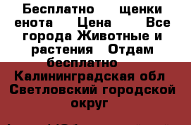 Бесплатно !!! щенки енота!! › Цена ­ 1 - Все города Животные и растения » Отдам бесплатно   . Калининградская обл.,Светловский городской округ 